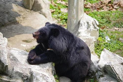 狗熊皮肤爆料视频大全下载,揭秘游戏内神秘皮肤背后的故事  第3张